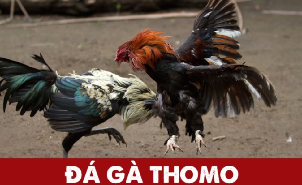 đá gà Thomo